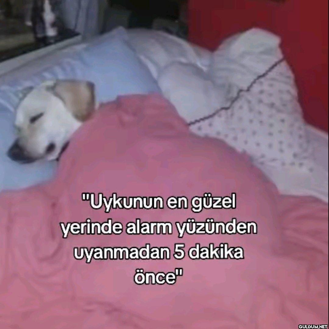 "Uykunun en güzel yerinde...