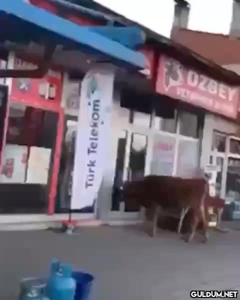hahdhejajsjhejejdf   ...