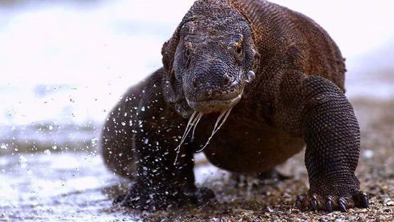 3) 72 Dangerous Animals:...
