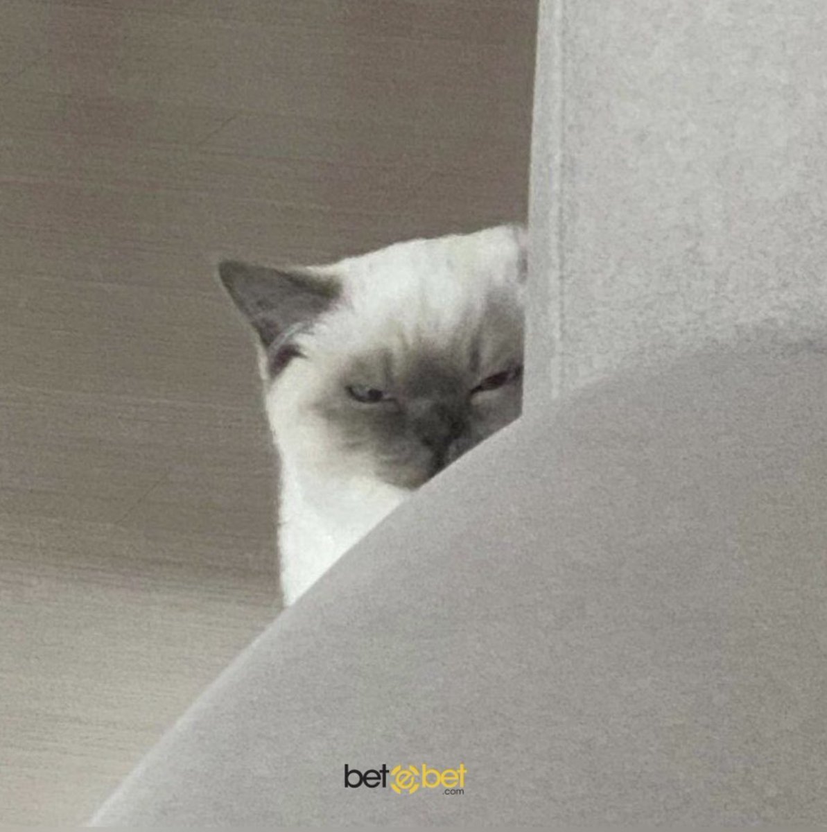 Melek                   ...