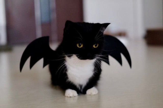 The cutest little devil 📸...