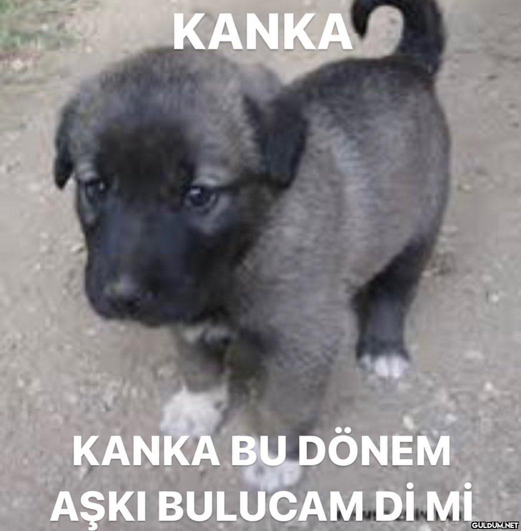 Kanka Kanka indirime girer...
