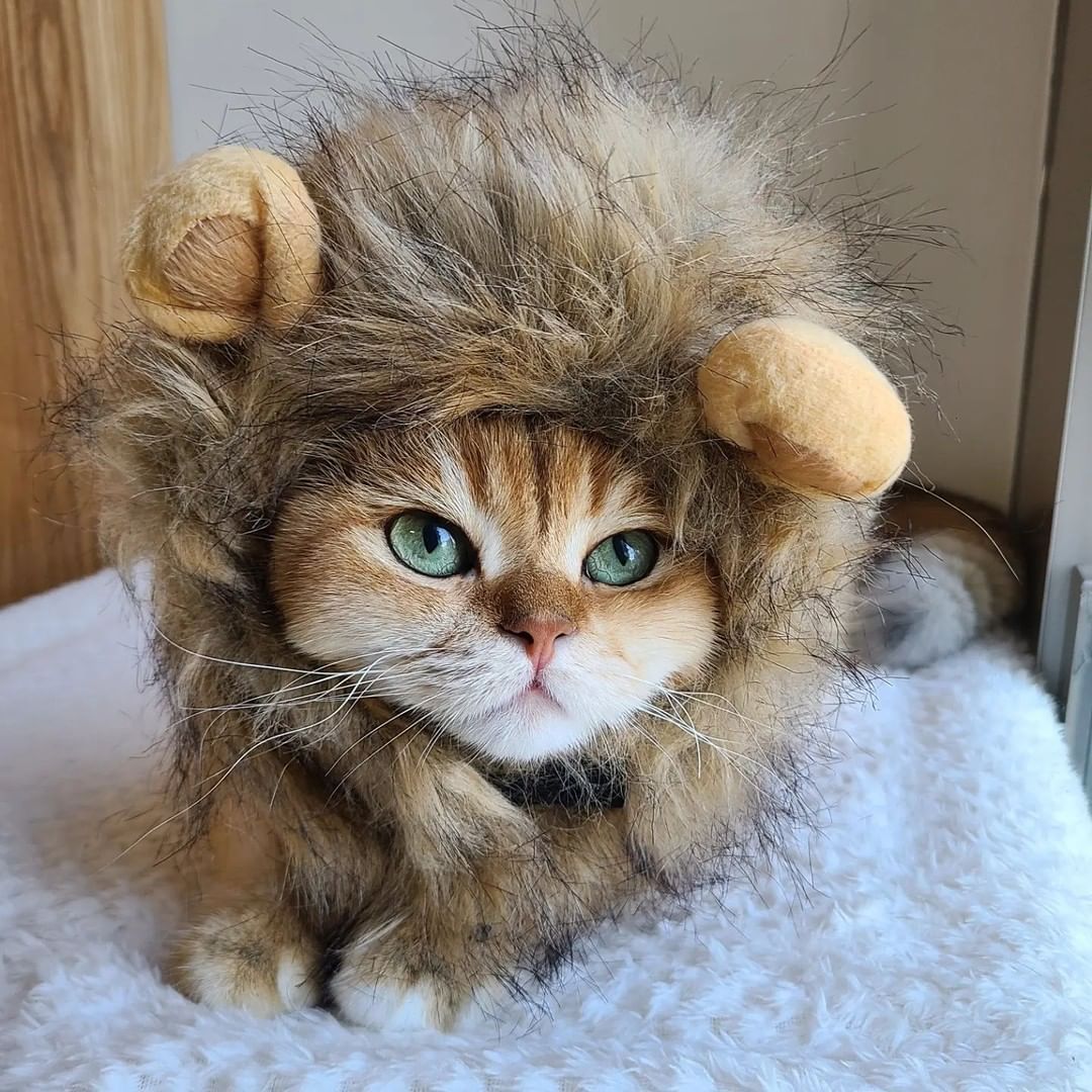 🦁 📸 @chiujackjai - #cat...