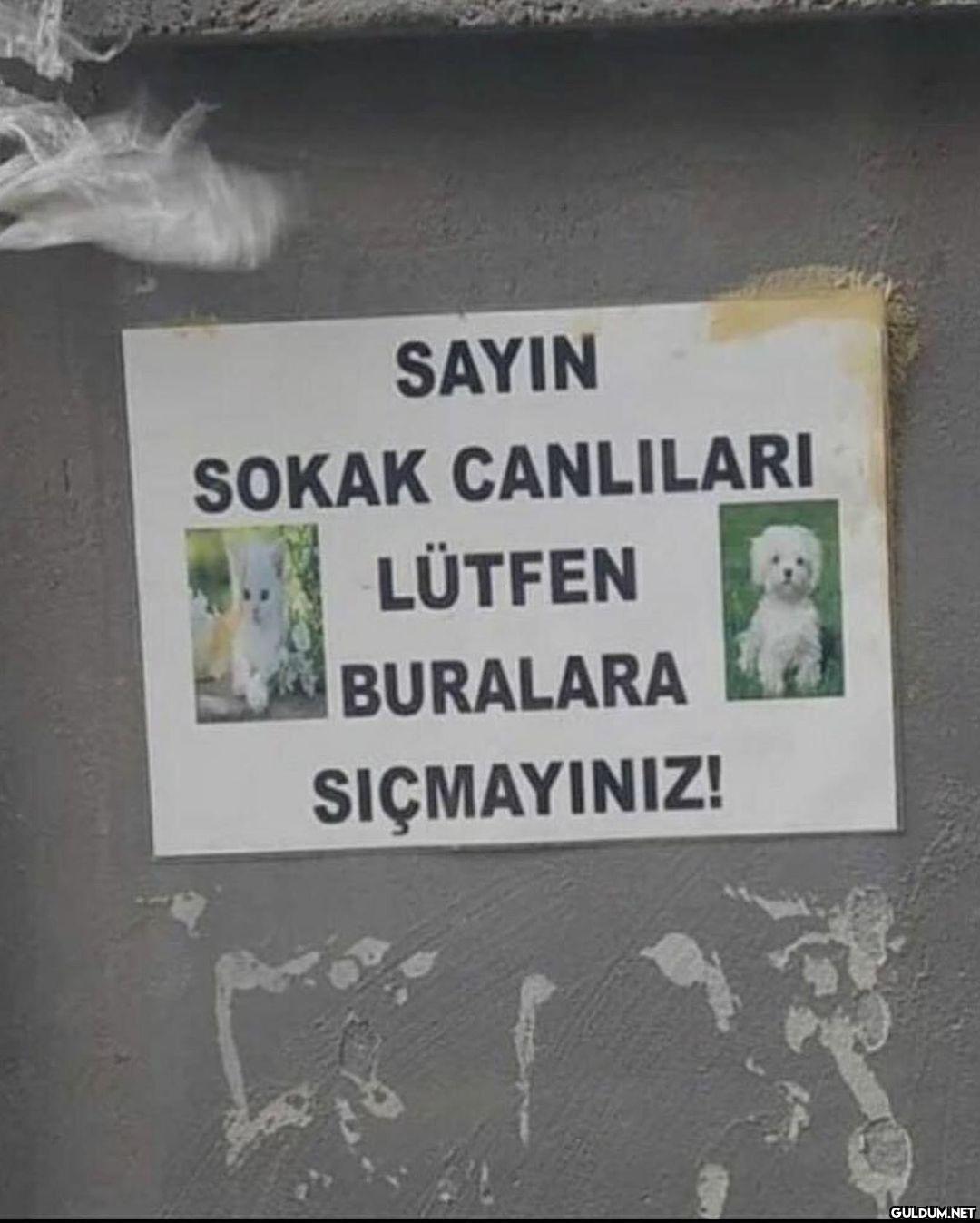 anlamsız fotoğraflar 7995 ...