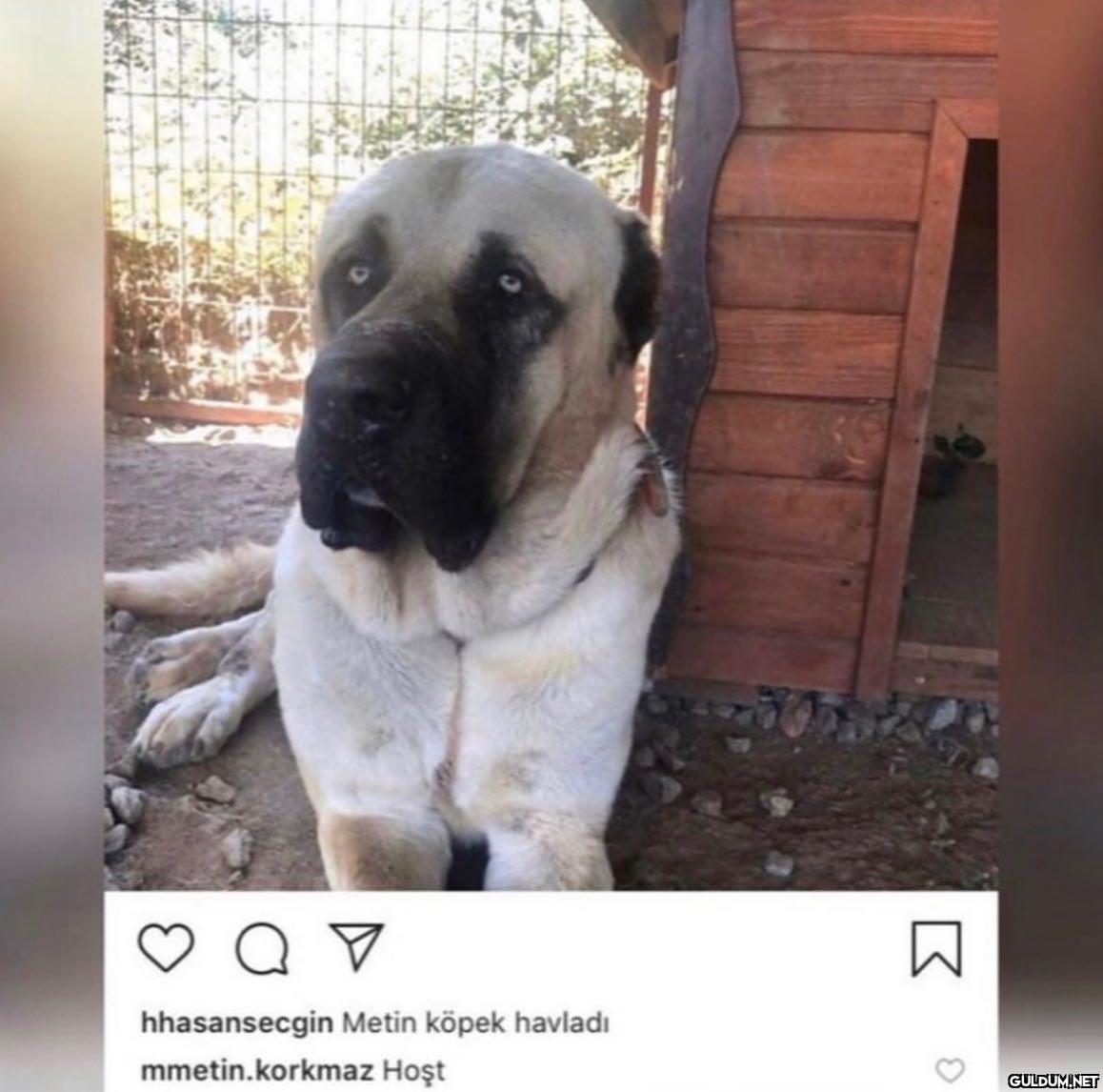 a v hhasansecgin Metin...