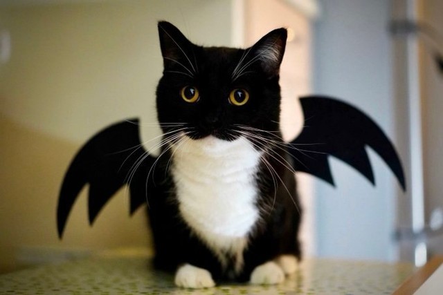 The cutest little devil 📸...