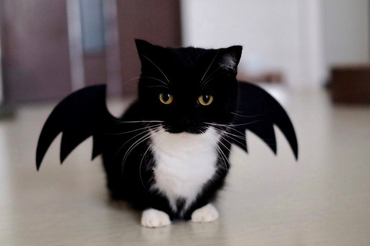 The cutest little devil 📸...