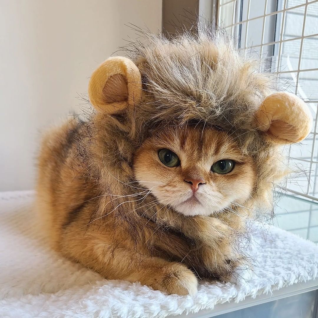 🦁 📸 @chiujackjai - #cat...