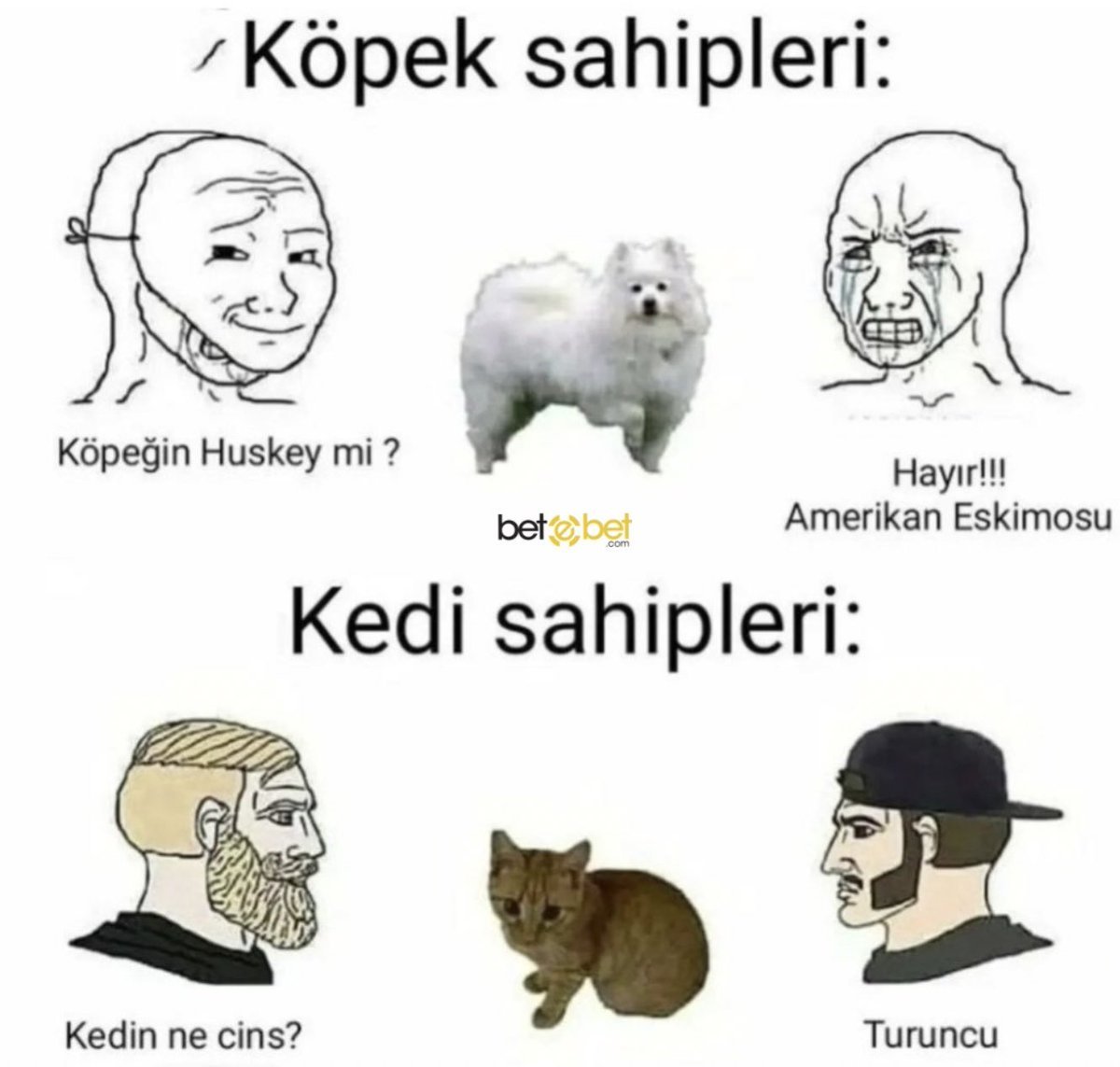 Turuncu çok olmuş düz kedi...