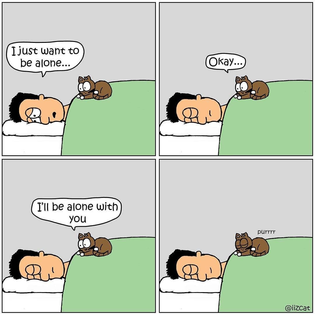 🐈Tag a cat lover 👇❣️ by...