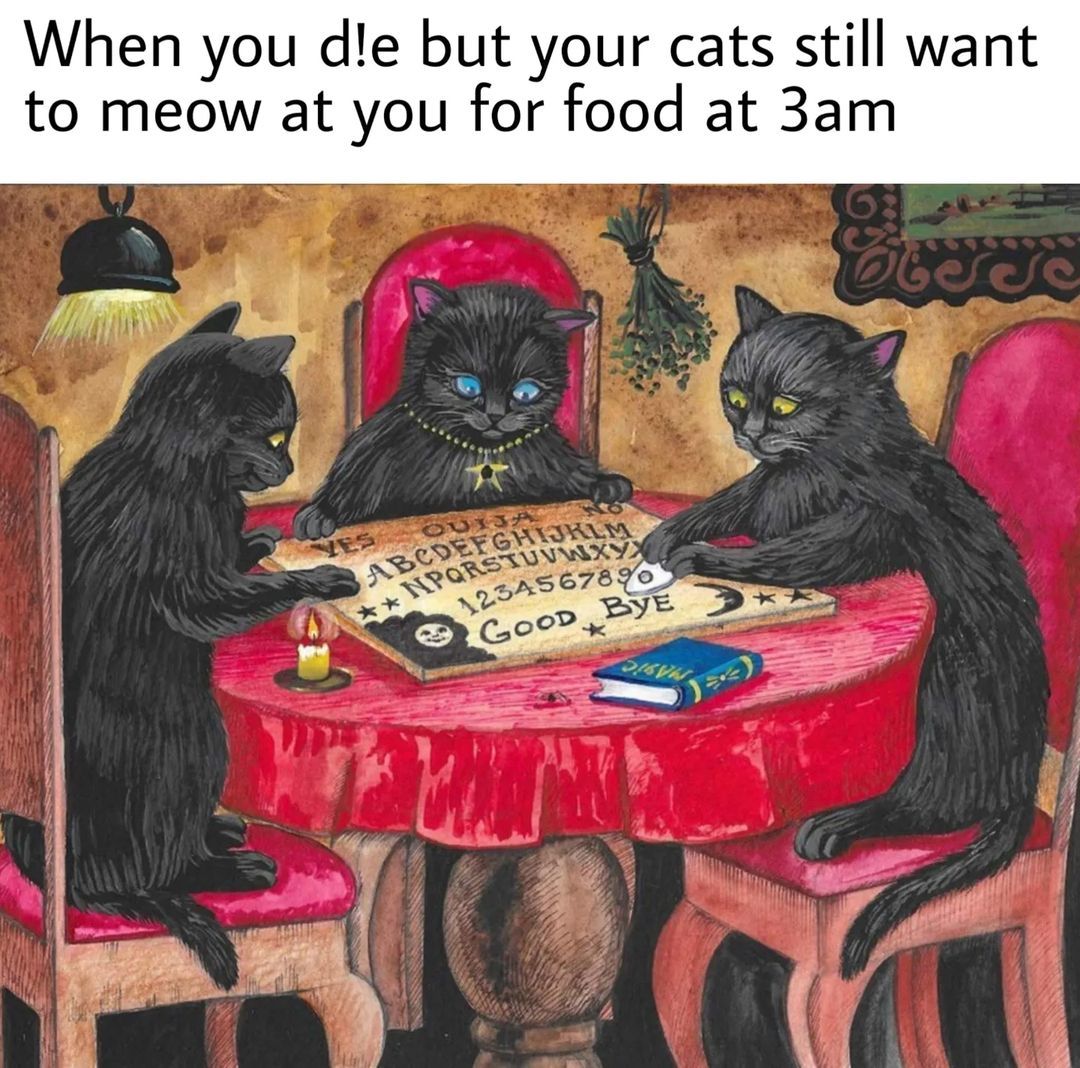 Tag a cat parent 🐈⤵️ . . ....
