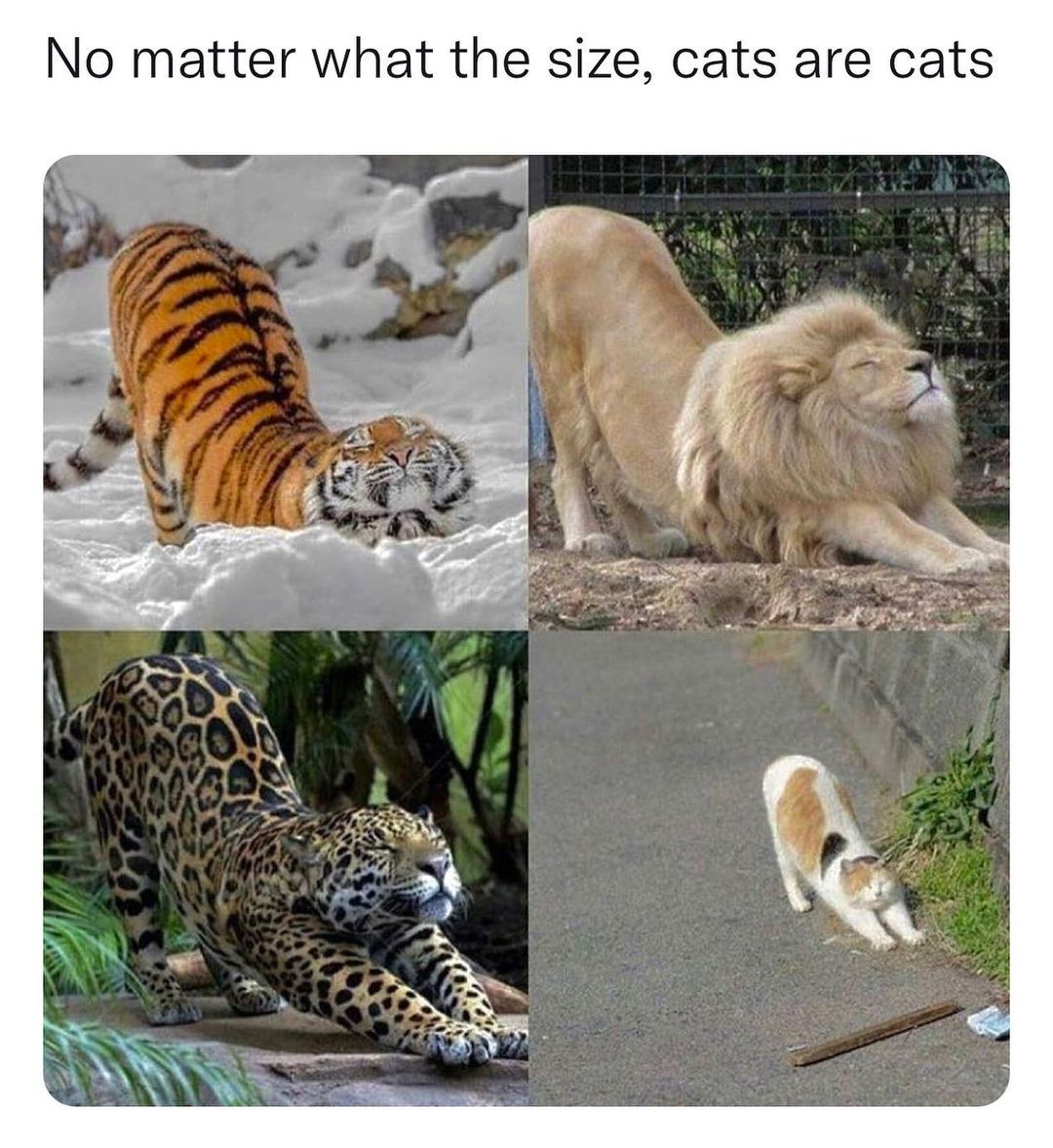 Cats will be cats   Kaynak