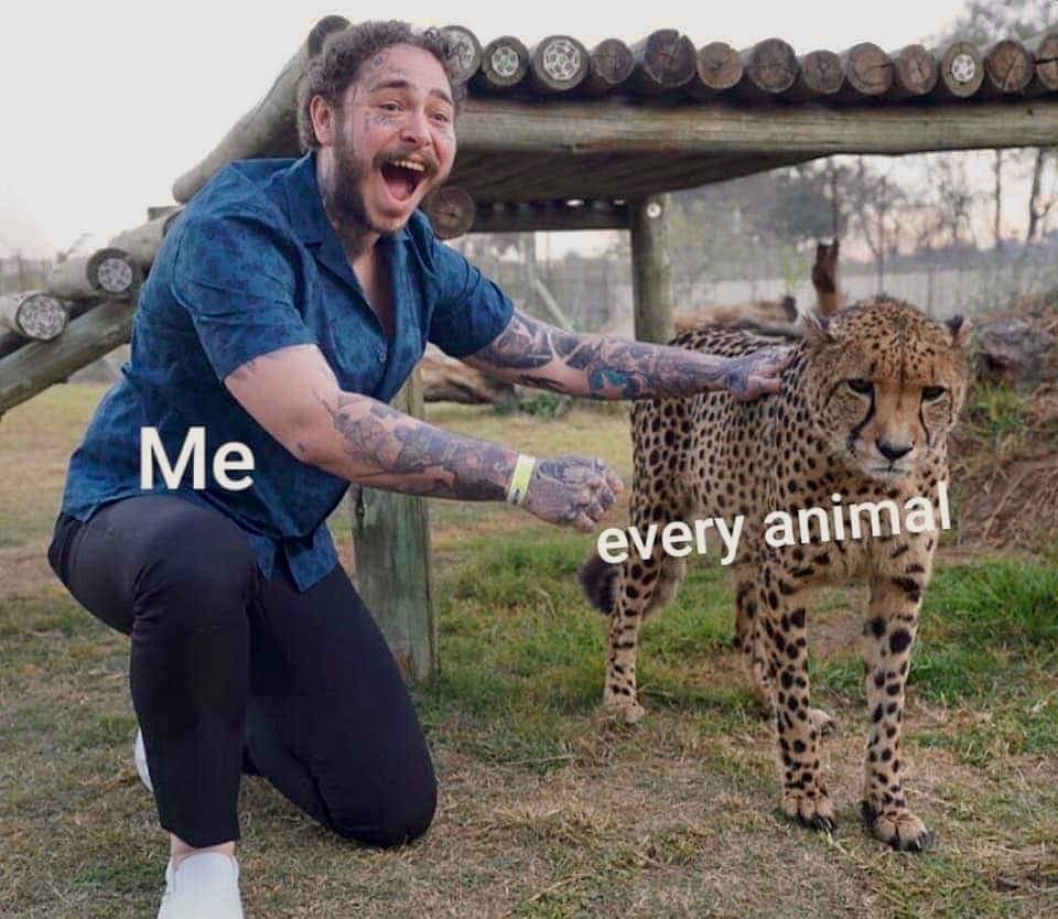 Animals > Humans   Kaynak