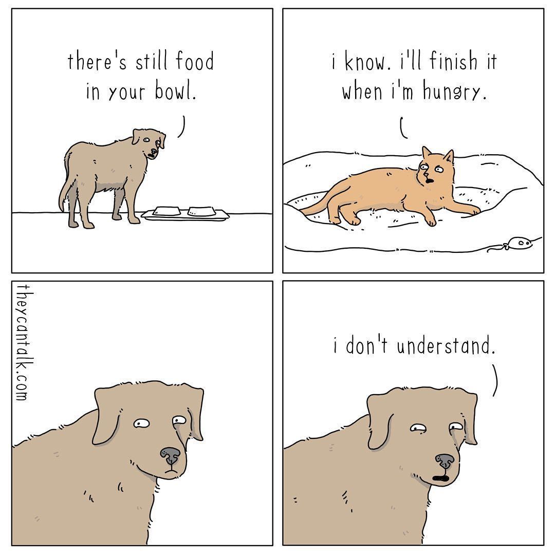 Meanwhile my cat: if the...