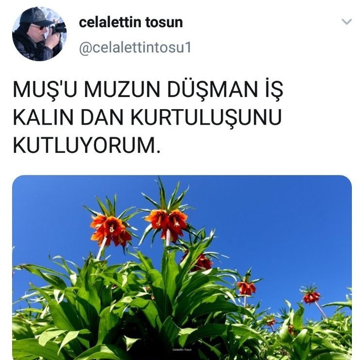 Ben de muz arıyorum...