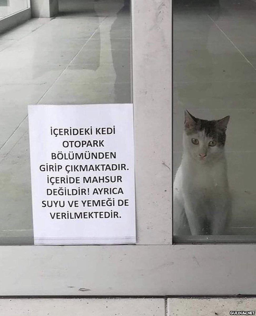 İÇERİDEKİ KEDİ OTOPARK...