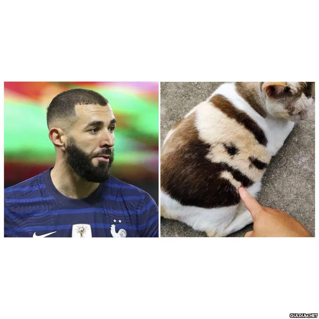 Benzema'ya benzeyen kedi ...