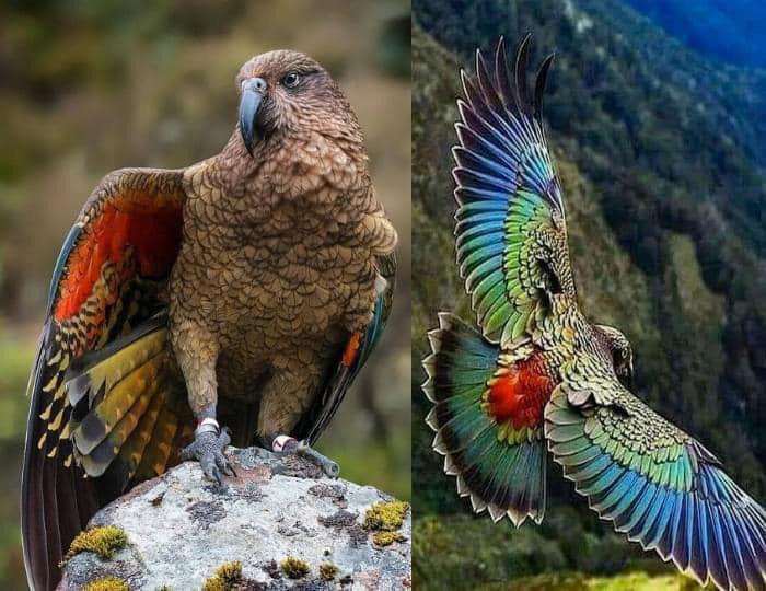 🦜 Dağlarda yaşayan tek...