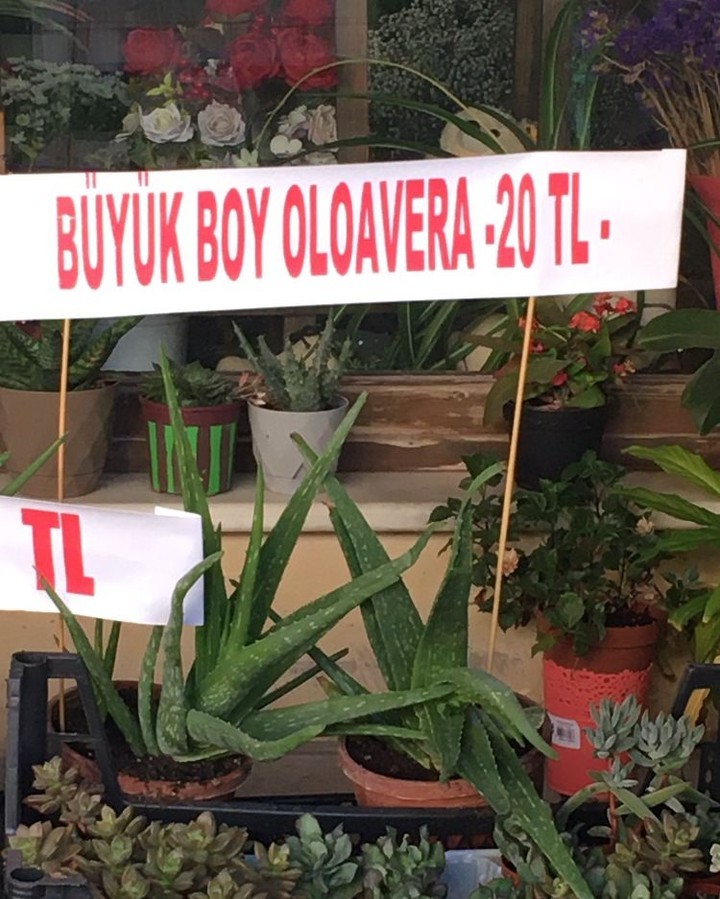 Bilerek mi yapıyorlar?...