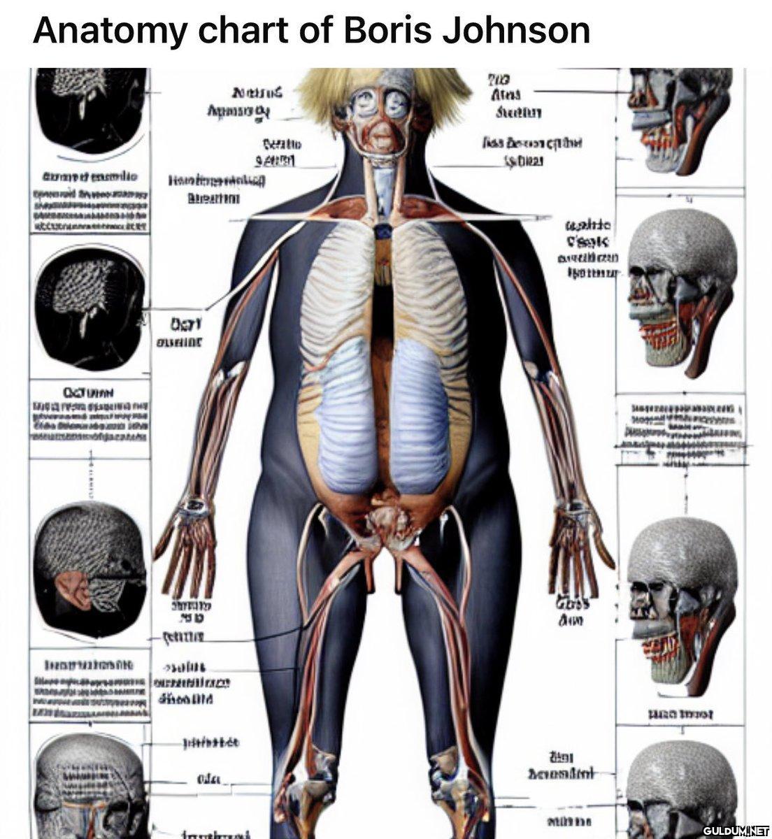 Anatomy chart of Boris...