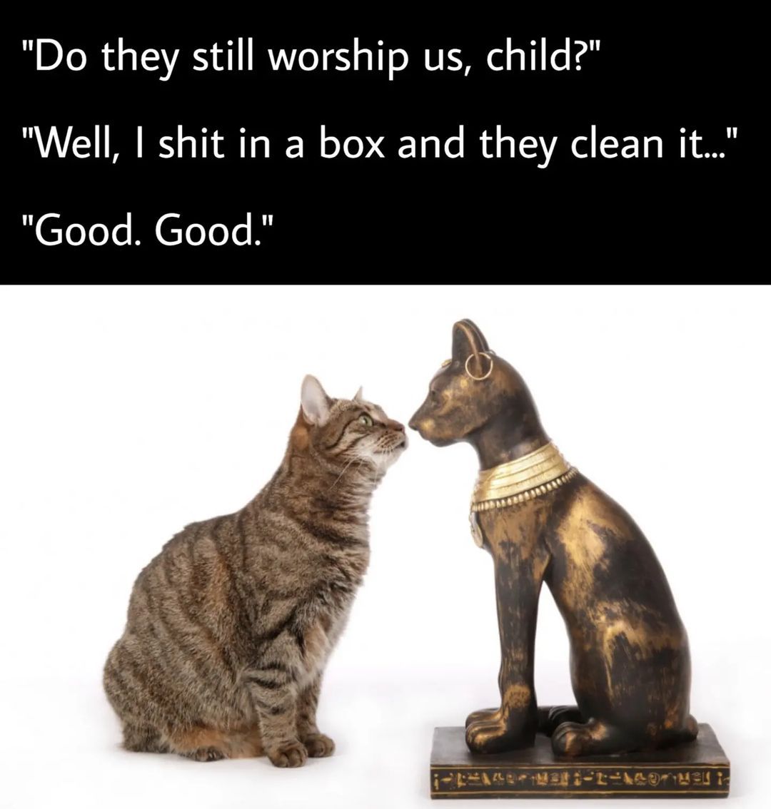 🐈🛐 . . . #nichememes...