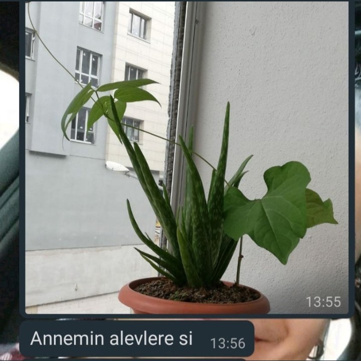 Nedir bu aloe vera...