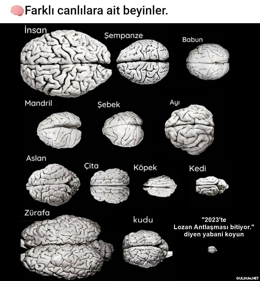 Farklı canlılara ait...