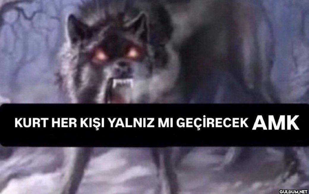 KURT HER KIŞI YALNIZ MI...