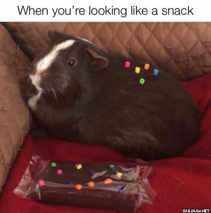 When you're looking like a snack
