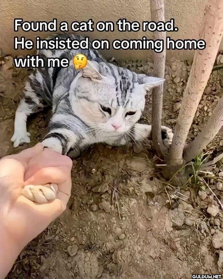 Found a cat on the road....