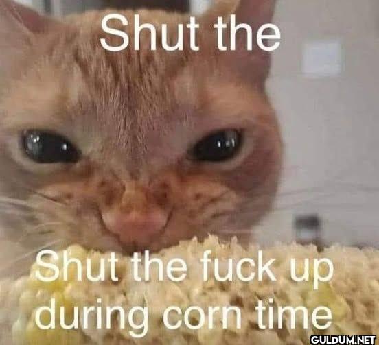 Shut the Shut the fuck up...