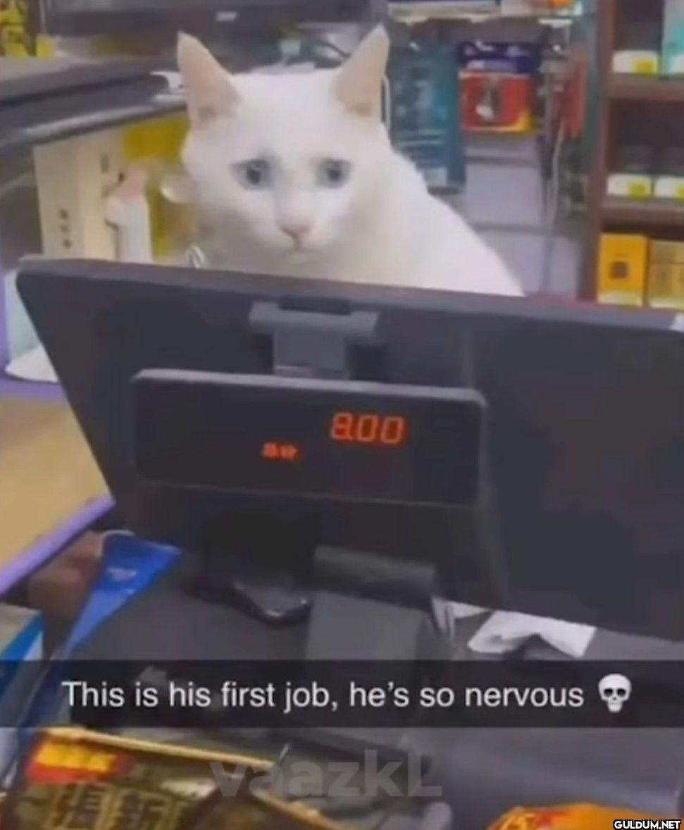 8.00 This is his first...