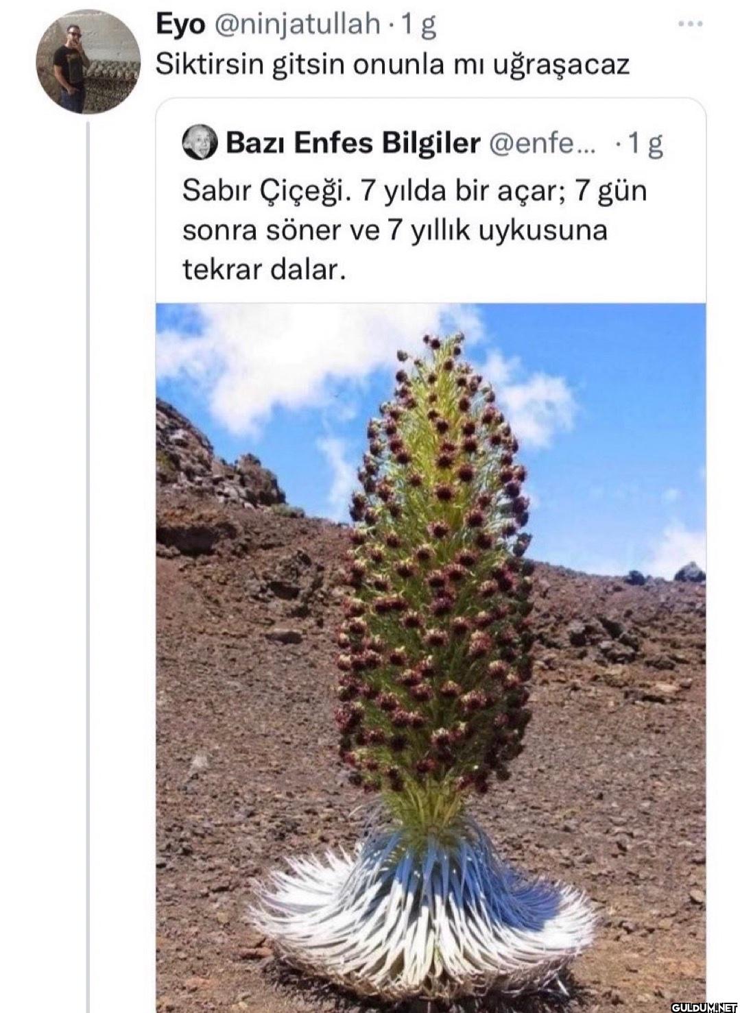1 g wwwwwwwSiktirsin...