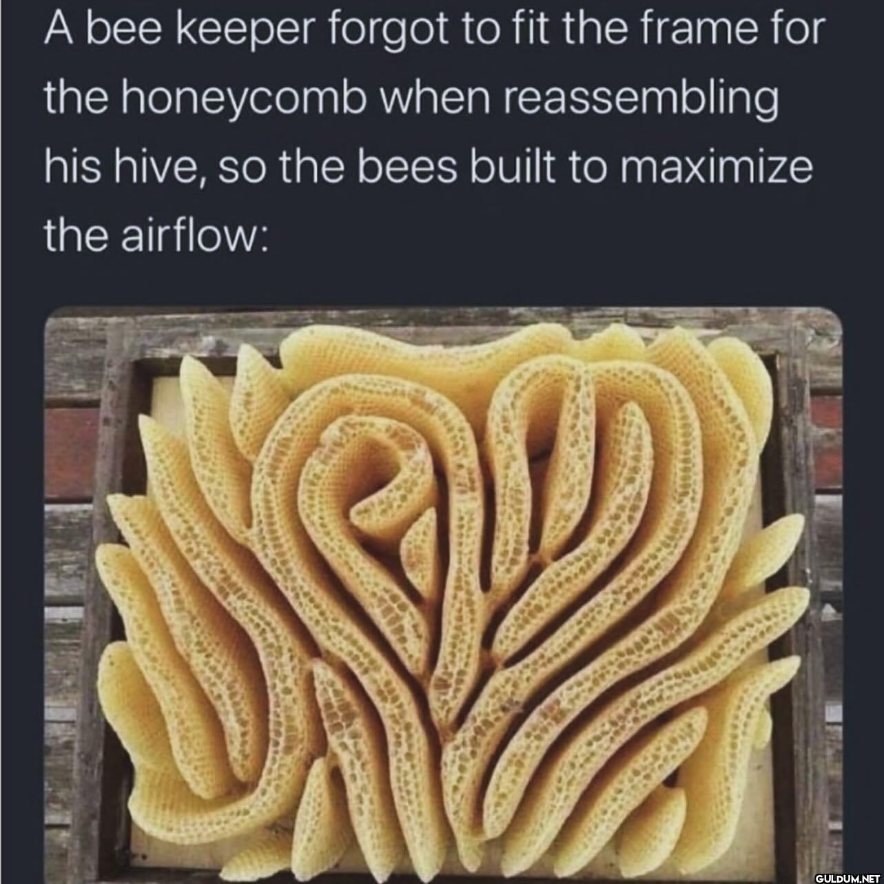 ︎ ︎ ︎ ︎    A bee keeper...