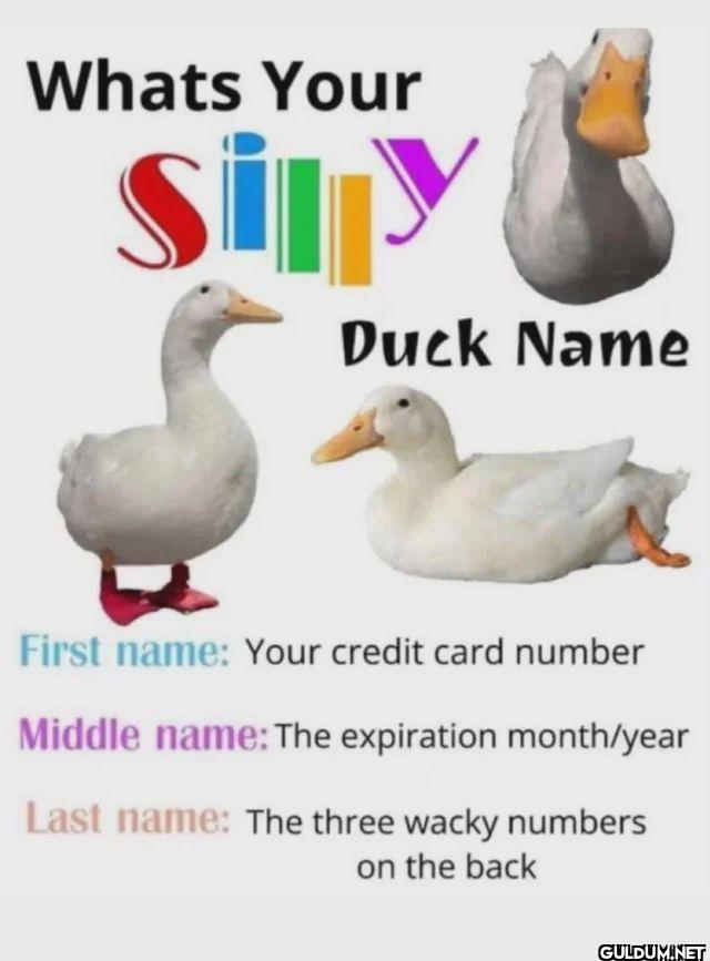 Whats Your Silly Duck Name...