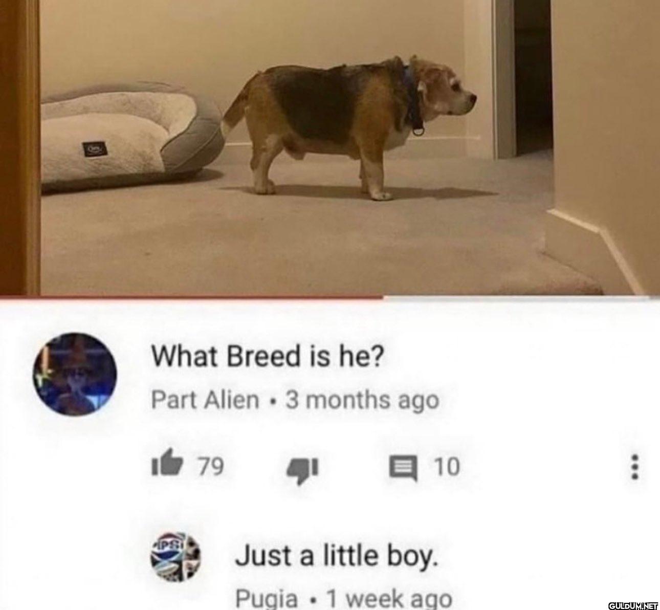 What Breed is he? Part...