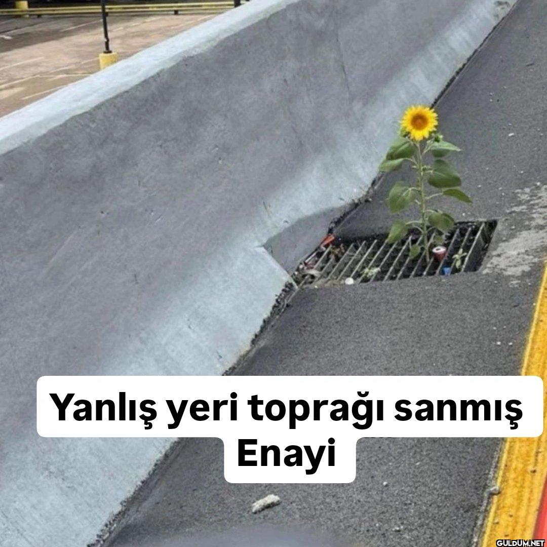 Yanlış yeri toprağı sanmış Enayi