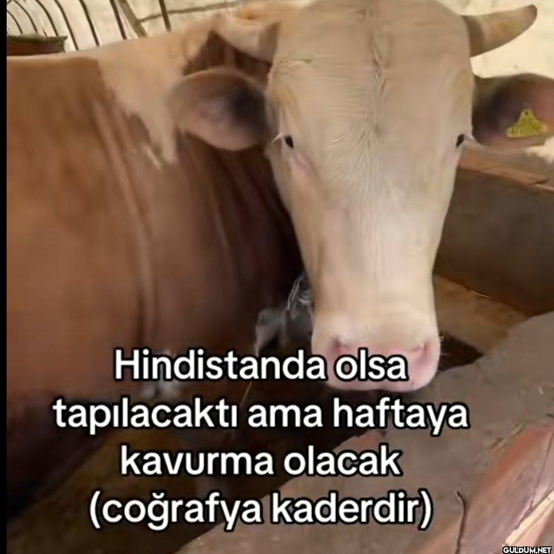 Hindistanda olsa...