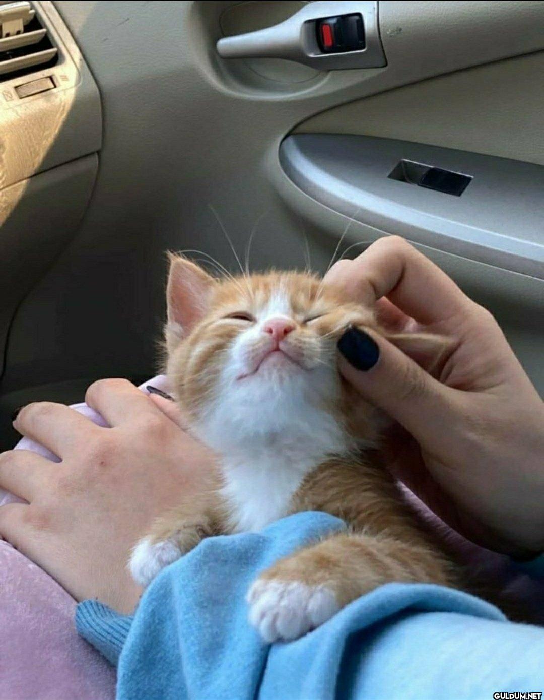 Onları sevin, sadece sevin..❤️
