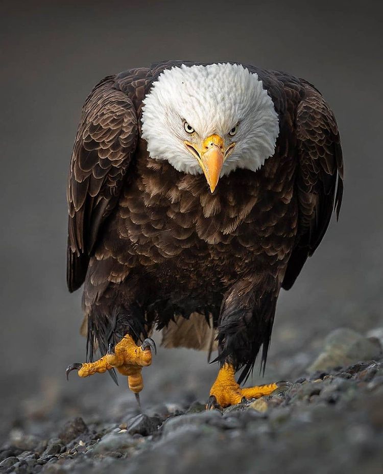 🦅 Öfke nöbeti geçiren bir...