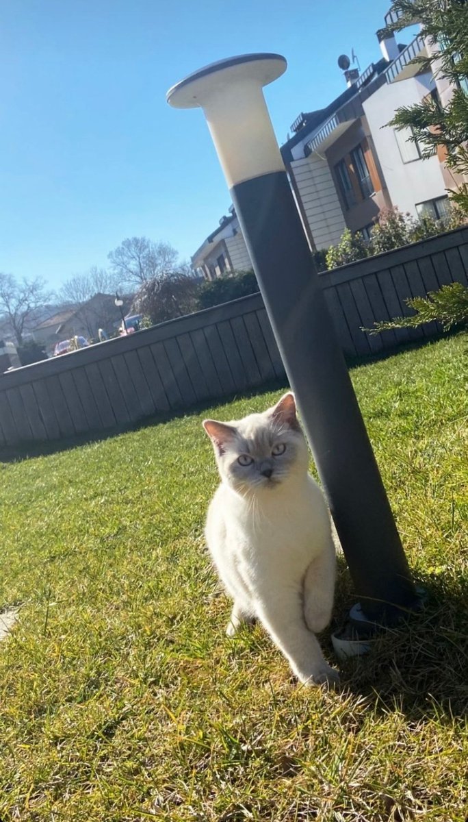 Kedi paylaşma tweetidir.  ...