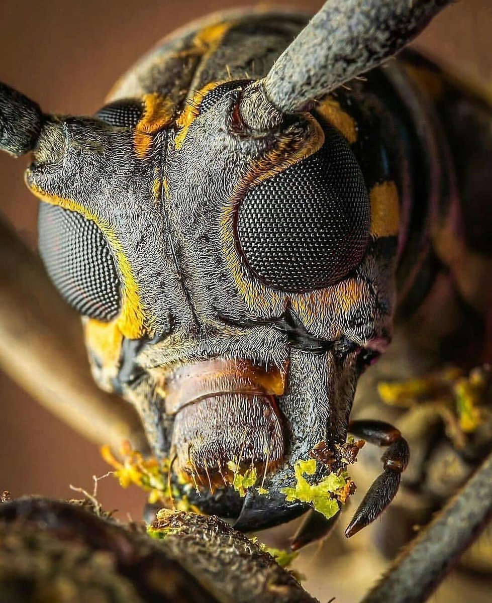 🐝 Yüksek çözünürlüklü...