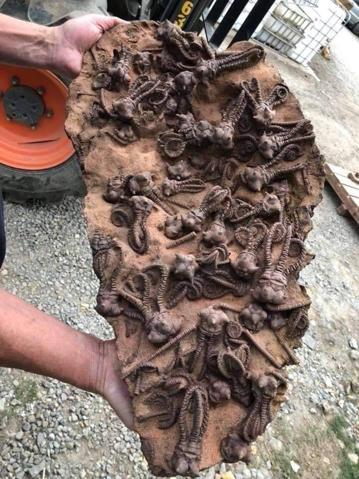 Batı Avustralya, Gascoyne...