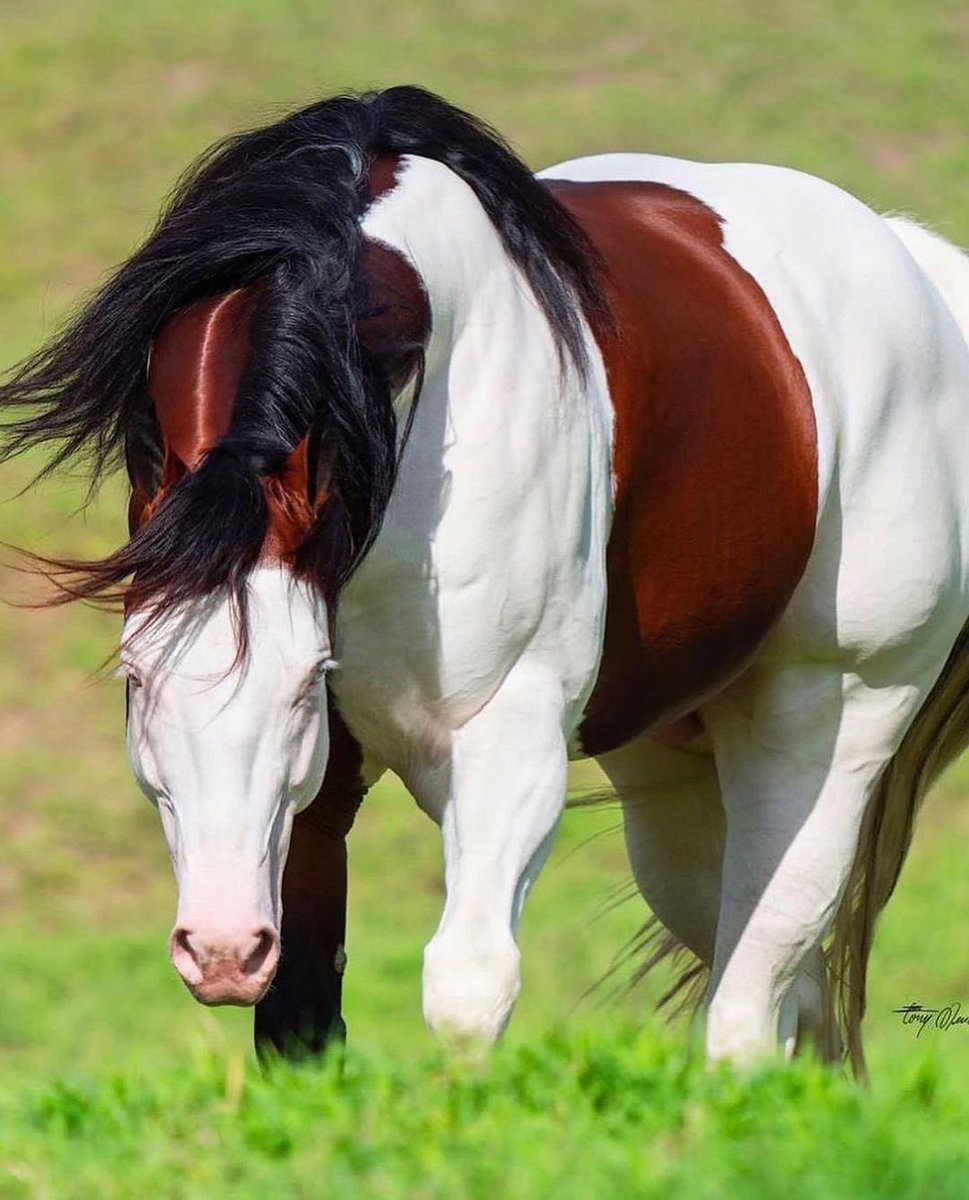 🐴 Brezilya’da...