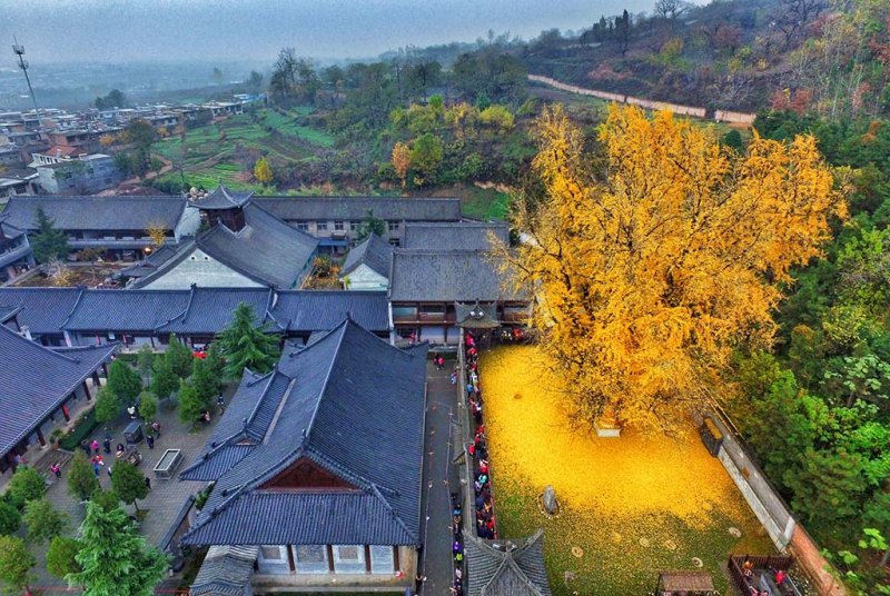 🍁1400 yıllık "Gingko"...