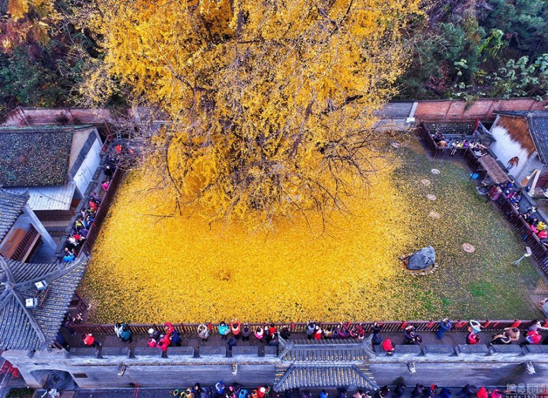🍁1400 yıllık "Gingko"...