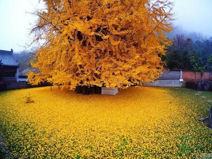 🍁1400 yıllık "Gingko"...
