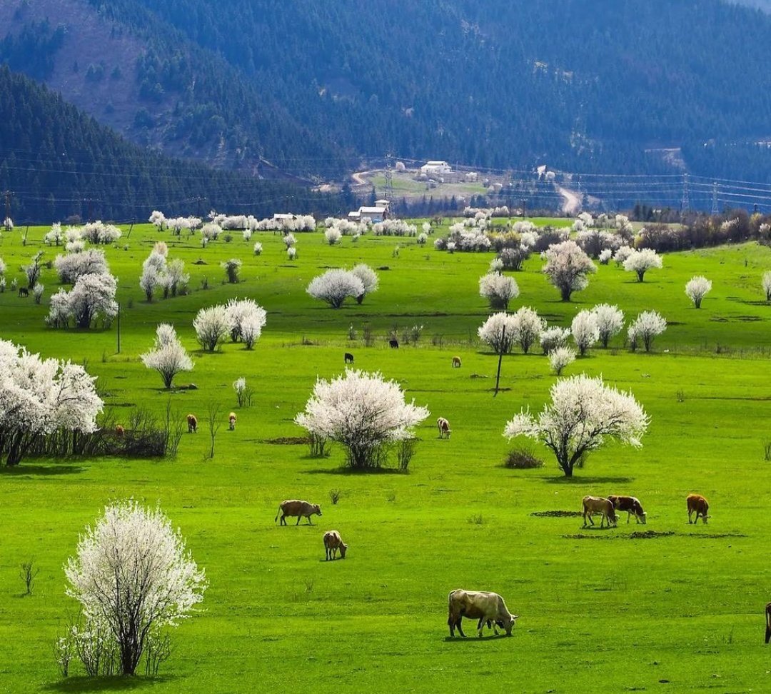 🇹🇷Şavşat, Artvin....