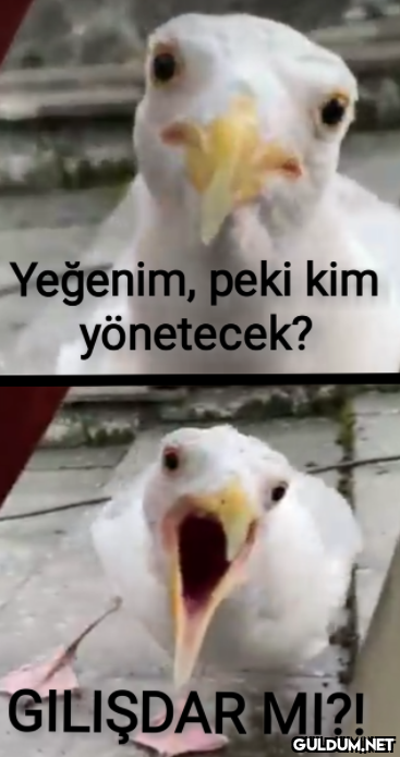 Yeğenim, peki kim...