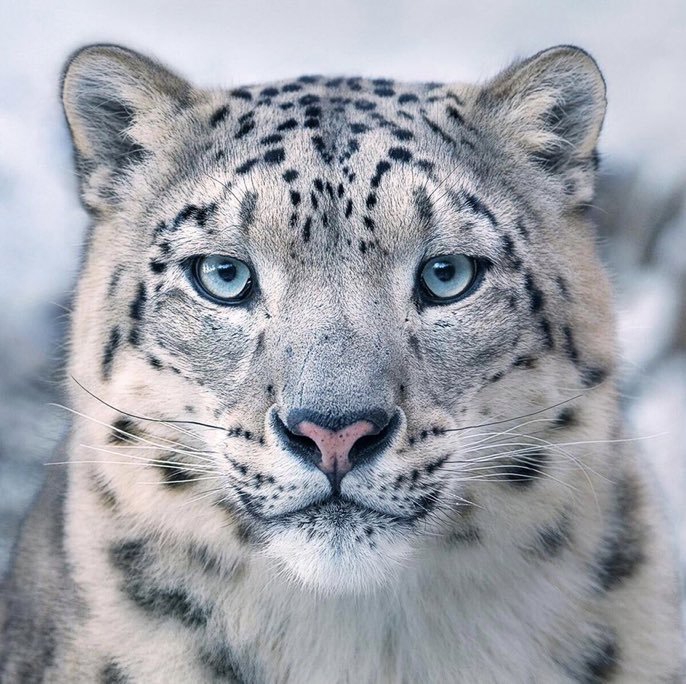 📸Bir "Kar Leoparı"nın...